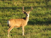 Muley Buck