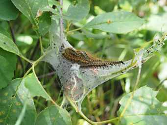 Tent Caterpillars