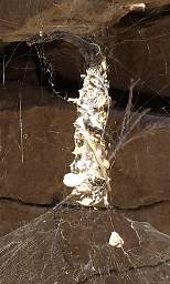School Section Canyon Spider Web 6543