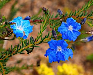 Perth Flower Blue Leschenaultia