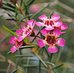 Perth Flower Chamelaucium Conostigmum