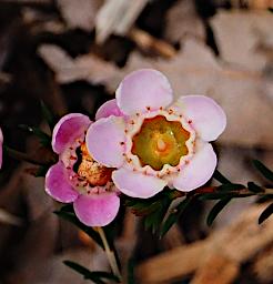 Perth Flower Chamelaucium Conostigmum