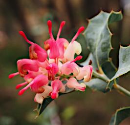 Perth Flower Wax Grevillea Grevillea Insignis