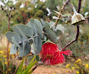 Perth Flower Eucalyptus Rhodantha