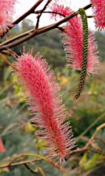 Perth Flower Pink Pokers Grevillea Petrophiloides