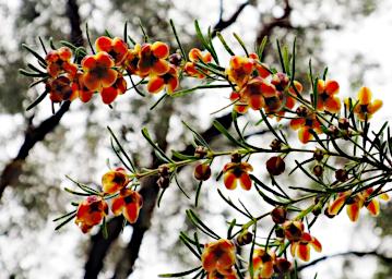 Perth Flower Harlequin Boronia Megastigma
