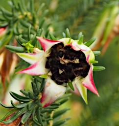 Perth Flower Cranbrook Bell Darwinia Meeboldii