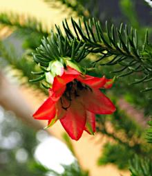 Perth Flower Gillams Bell Darwinia Oxylepis