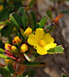Nambung NP Pinnacles Flower Xxx Yellow
