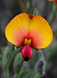 Lesueur NP Flower Xxx Pea Yellow Red