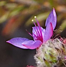Lesueur NP Flower Xxx Purple