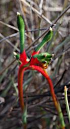 Lesueur NP Flower Red Green Kangaroo Paw Anigozanthos Gabrielae