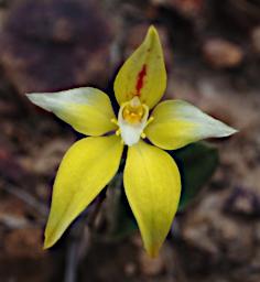 Lesueur NP Flower Cowslip Orchid Caladenia Flava