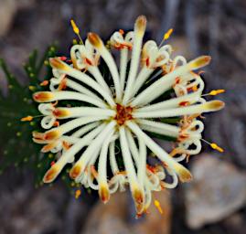 Nambung NP Flower Pixie Mops / Petrophile Linearis