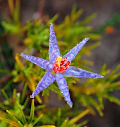 Lesueur NP Flower Blue Tinsel Lily Calectasia Cyanea
