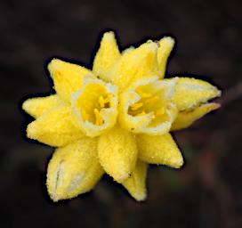Lesueur NP Flower Xxx Yellow