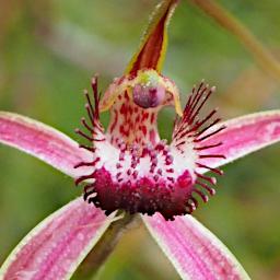 Lesueur NP Flower Spider Orchid