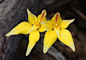 Lesueur NP Flower Cowslip Orchid