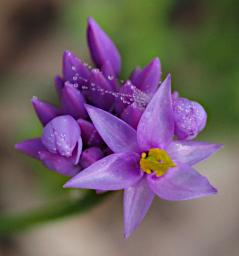 Lesueur NP Flower Purple Tassles