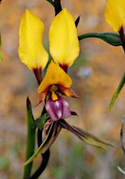 Lesueur NP Flower Donkey Orchid