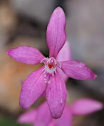 Flower Dwarf Pink Fairy Orchid