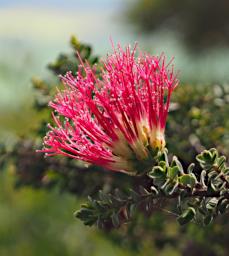 Flower Stirling Range Bottlebrush Beaufortia Cyrtodonta