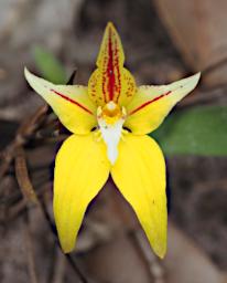 Flower Cowslip Orchid