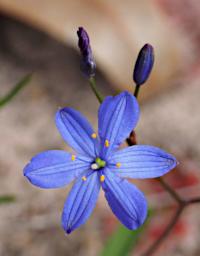 Flower Blue Quill