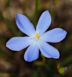 Flower Dwarf Morning Iris Orthosanthus Laxus