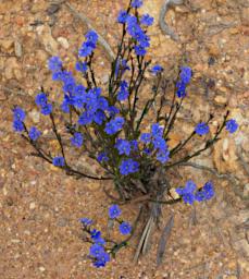 Flower Blue Leschenaltia