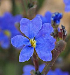 Flower Blue Leschenaltia