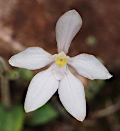 Flower Albino Dwarf Pink Fairy Orchid