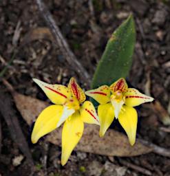 Flower Cowslip Orchid