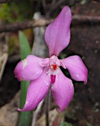 Flower Dwarf Pink Fairy Orchid