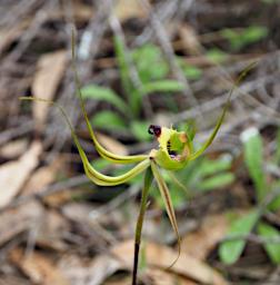 Flower Fringed Mantis Orchid