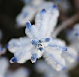 Fitzgerald NP Flower Xxx White Blue