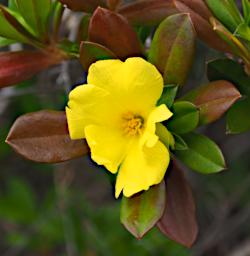 Fitzgerald NP Flower Xxx Yellow