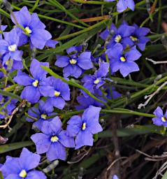 Fitzgerald NP Flower Xxx Blue