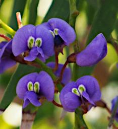 Fitzgerald NP Flower Xxx Purple