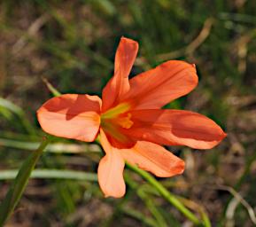 Fitzgerald NP Flower Xxx Orange