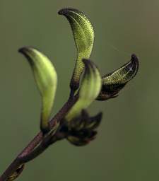 Flower Black Kangaroo Paw Macropidia Fuliginosa