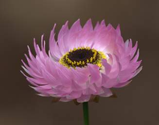 Flower Pink Sunray