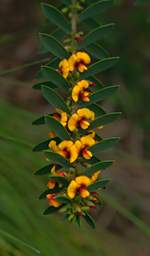 Flower Eutaxia myrtifolia