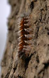 Perth Xxx Caterpillar