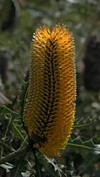 Flower Xxx Banksia