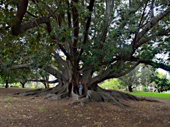Perth Tree Fig Dona