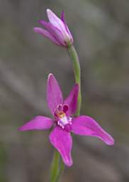 Flower Xxx Orchid Pink