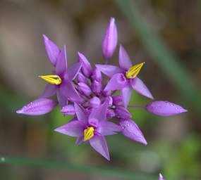 Flower Purple Tassles