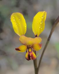 Flower Donkey Orchid