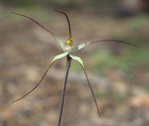 Flower Common Spider Orchid
